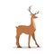Cute noble sika deer. Reindeer with antlers on white background. Ruminant mammal animal. Vector illustration in flat