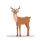 Cute noble sika deer. Reindeer with antlers on white background. Ruminant mammal animal. Vector illustration in flat