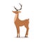 Cute noble sika deer. Reindeer with antlers on white background. Ruminant mammal animal. Vector illustration in flat