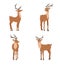 Cute noble sika deer. Set of reindeers with antlers in different poses isolated on white background. Ruminant mammal