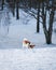 Cute Nordbotten Laika dog in a wintry landscape, surrounded by trees