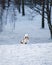 Cute Nordbotten Laika dog in a wintry landscape, surrounded by trees