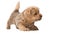 Cute Norfolk Terrier puppy