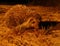 Cute North African hedgehog in a forest in Malta - Atelerix algirus species