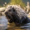 Cute North American Porcupine Erethizon dorsatum in water. Generative Ai