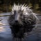 Cute North American Porcupine Erethizon dorsatum in water. Generative Ai