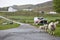 Cute North Country Cheviot sheep in a meadow