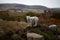 Cute North Country Cheviot sheep in a meadow