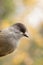 Cute northern bird species, Siberian jay, Perisoreus infaustus, during autumn foliage