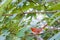 Cute Northern cardinal bird on a branch in a forest