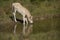 Cute Norwegian Fjord horse foal outdoors on a sunny day drinking from a pond