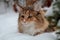 A cute norwegian forest cat female in fresh snowdrift