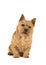 Cute norwich terrier sitting and looking at the camera