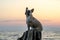 A cute nosy young French bulldog is sitting. Background of the sea