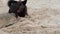 Cute not thoroughbred little dog at the beach in the sand, play with stick