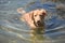 Cute Nova Scotia duck dog playing in the water