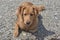 Cute nova scotia duck tolling retriever dog