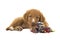 Cute nova scotia duck tolling retriever puppy lying down while chewing on a multicolored wove
