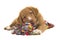 Cute nova scotia duck tolling retriever puppy lying on the floor chewing on a multicolored w