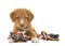 Cute nova scotia duck tolling retriever puppy lying on the floor holding a multicolored wove