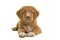 Cute nova scotia duck tolling retriever puppy lying on the floor seen from the front
