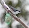 Cute nuthatch bird sitting on a branch covered with snow