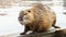 Cute nutria washes and cleans its wool on the river bank. Funny video with an animal