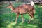 Cute nyala antelope in zoological garden