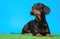 Cute obedient dachshund dog lies on artificial turf and carefully watching something while executing command during