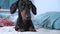 Cute obedient dachshund dog lies on bed, looks around and humbly waits for owners command or time for feeding and