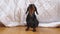 A cute obedient dachshund puppy looks at the camera, up and runs away cheerfully. Games and training with the dog at