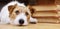 Cute obedient trained dog puppy listening, pet training banner