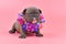 Cute old chocolate brindle colored French Bulldog dog puppy with blue eyes and colorful flower color on pink background