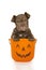 Cute old english bulldog puppy in a halloween basket looking at camera on a white background