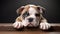 cute olde english bulldog puppy