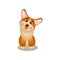 Cute open mouth corgi dog stay on home place