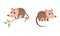 Cute Opossum Animal Sitting on Tree Branch and Standing Vector Set