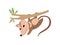 Cute Opossum Hanging on Tree Branch, Adorable Wild Animal Vector Illustration