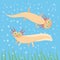 Cute orange Axolotl Cartoon character on blue background in the aquarium (Mexican salamander, Ambystoma mexicanum) albino aquarium