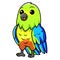 Cute orange bellied parrot cartoon