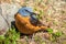 Cute orange bird redstart perched on the ground. Adult male Common redstart