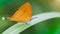 cute orange butterfly with a funny tail on a green leaf, gracious and fragile Lepidoptera with colorful wings and white hairy body