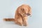 Cute orange cat playing with a mouse toy on a blue background. Kitten holding little mouse toy in his paw. Cat`s life, hunter,