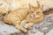 A Cute Orange Cat Sitting by the Steps of Kali Strata on Symi, Greece