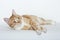 Cute orange domestic cat