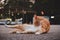 Cute orange domestic cat lying on the ground, looking relaxed and content