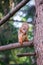 Cute orange furry squirrel eating in the park during autumn fall season