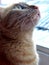 Cute orange kitten with the fixed gaze