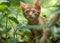 cute orange kitten in the forest