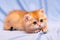 Cute orange kitten lying on a blue background pulling out her claws